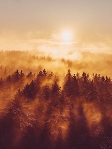 Превью обои лес, деревья, туман, солнце, свет