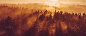 Превью обои лес, деревья, туман, солнце, свет