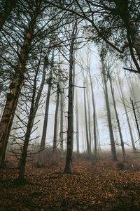 Превью обои лес, деревья, туман, стволы, опавшая листва