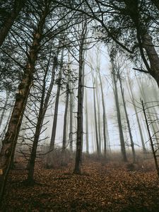 Превью обои лес, деревья, туман, стволы, опавшая листва