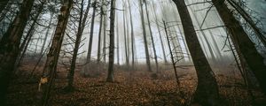 Превью обои лес, деревья, туман, стволы, опавшая листва