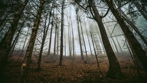 Превью обои лес, деревья, туман, стволы, опавшая листва
