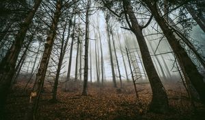 Превью обои лес, деревья, туман, стволы, опавшая листва