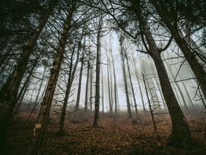 Превью обои лес, деревья, туман, стволы, опавшая листва