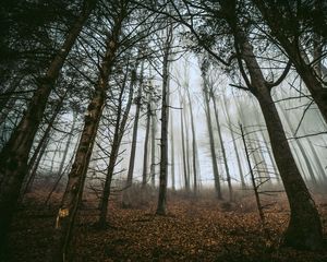 Превью обои лес, деревья, туман, стволы, опавшая листва
