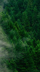 Превью обои лес, деревья, туман, вид сверху