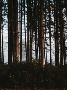 Превью обои лес, деревья, туман, стволы