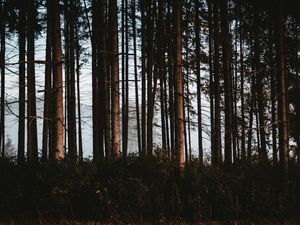Превью обои лес, деревья, туман, стволы