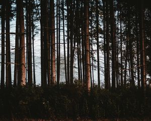 Превью обои лес, деревья, туман, стволы