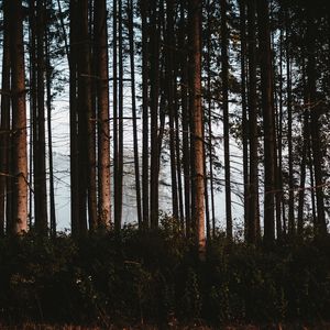 Превью обои лес, деревья, туман, стволы