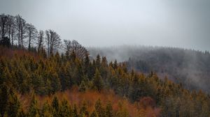 Превью обои лес, деревья, туман, верхушки, вид сверху