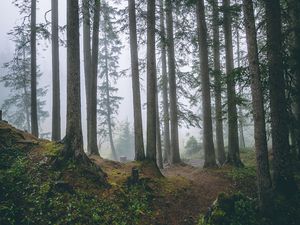 Превью обои лес, деревья, туман, сосны, стволы, хвойный