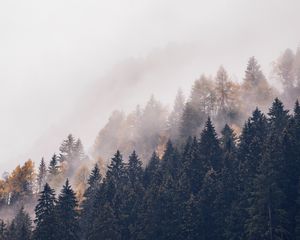 Превью обои лес, деревья, туман, верхушки, дымка