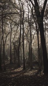 Превью обои лес, деревья, туман, солнечный свет, мрачный
