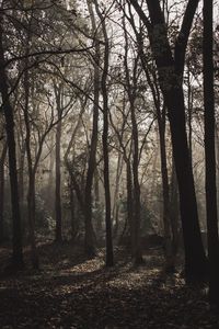 Превью обои лес, деревья, туман, солнечный свет, мрачный