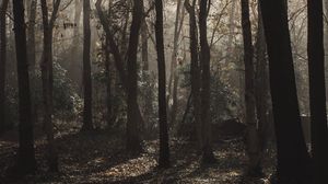 Превью обои лес, деревья, туман, солнечный свет, мрачный