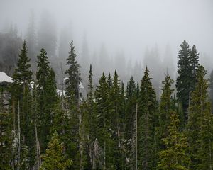 Превью обои лес, деревья, туман, сосны, верхушки