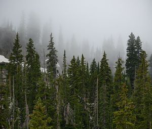 Превью обои лес, деревья, туман, сосны, верхушки