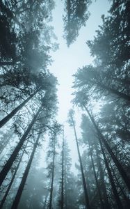 Превью обои лес, деревья, туман, сосны, верхушки