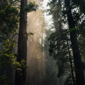 Превью обои лес, деревья, туман, солнечный свет, природа