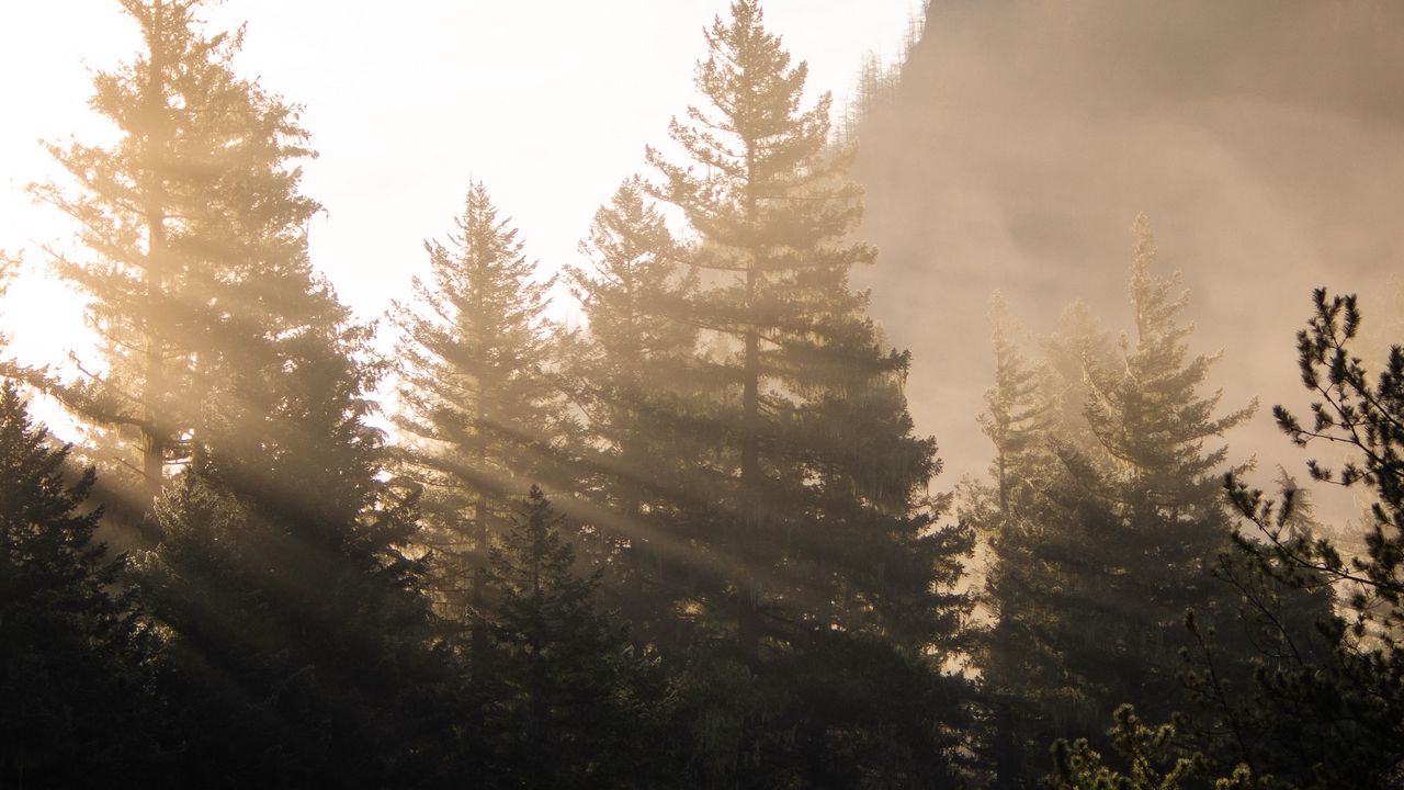 Обои лес, деревья, туман, солнечный свет, утро