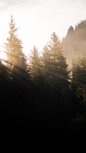 Превью обои лес, деревья, туман, солнечный свет, утро