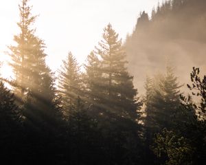 Превью обои лес, деревья, туман, солнечный свет, утро