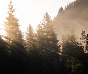 Превью обои лес, деревья, туман, солнечный свет, утро