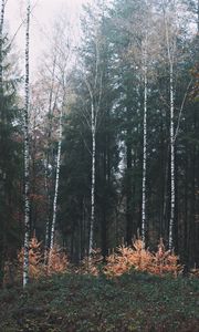 Превью обои лес, деревья, туман, природа