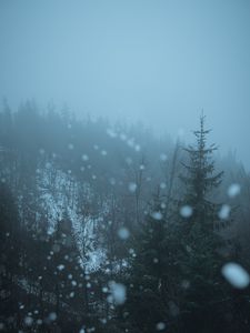 Превью обои лес, деревья, туман, блики, боке