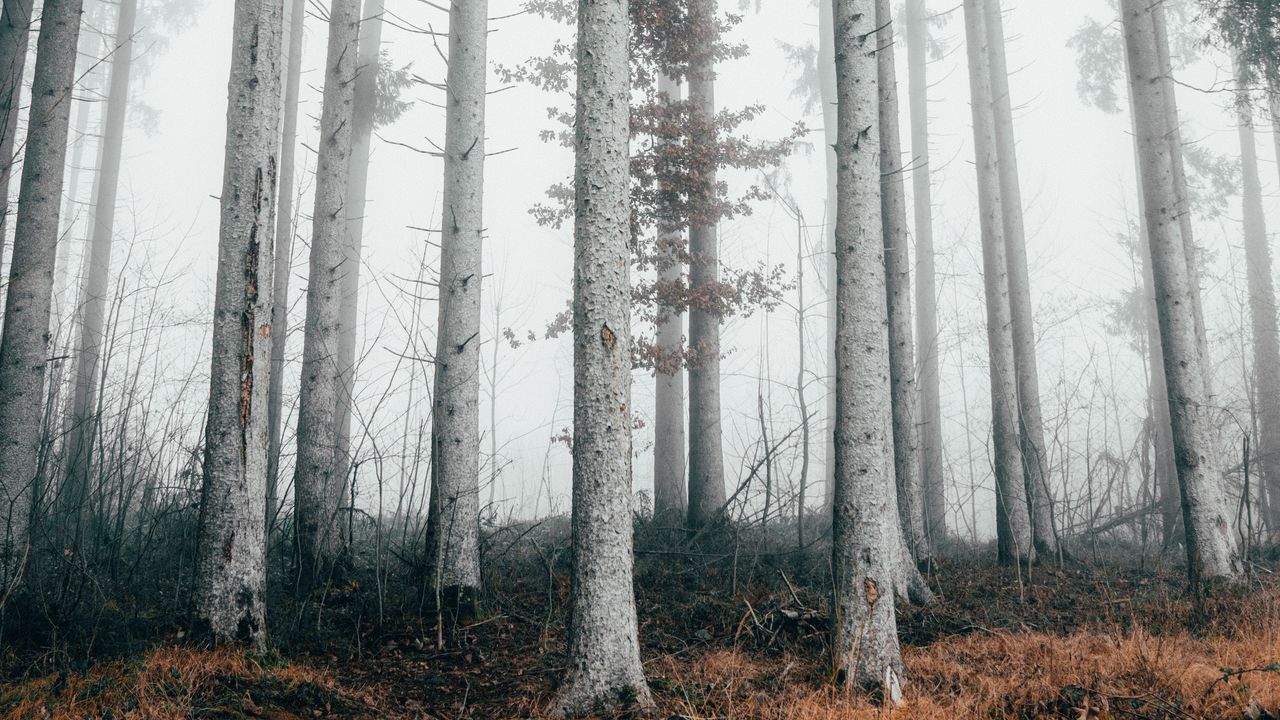 Обои лес, деревья, туман, природа, осень