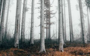 Превью обои лес, деревья, туман, природа, осень
