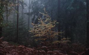 Превью обои лес, деревья, туман, листья, мрачно