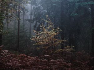 Превью обои лес, деревья, туман, листья, мрачно