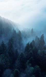 Превью обои лес, деревья, туман, лучи