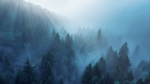 Превью обои лес, деревья, туман, лучи