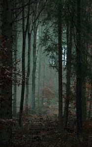 Превью обои лес, деревья, туман, мрак