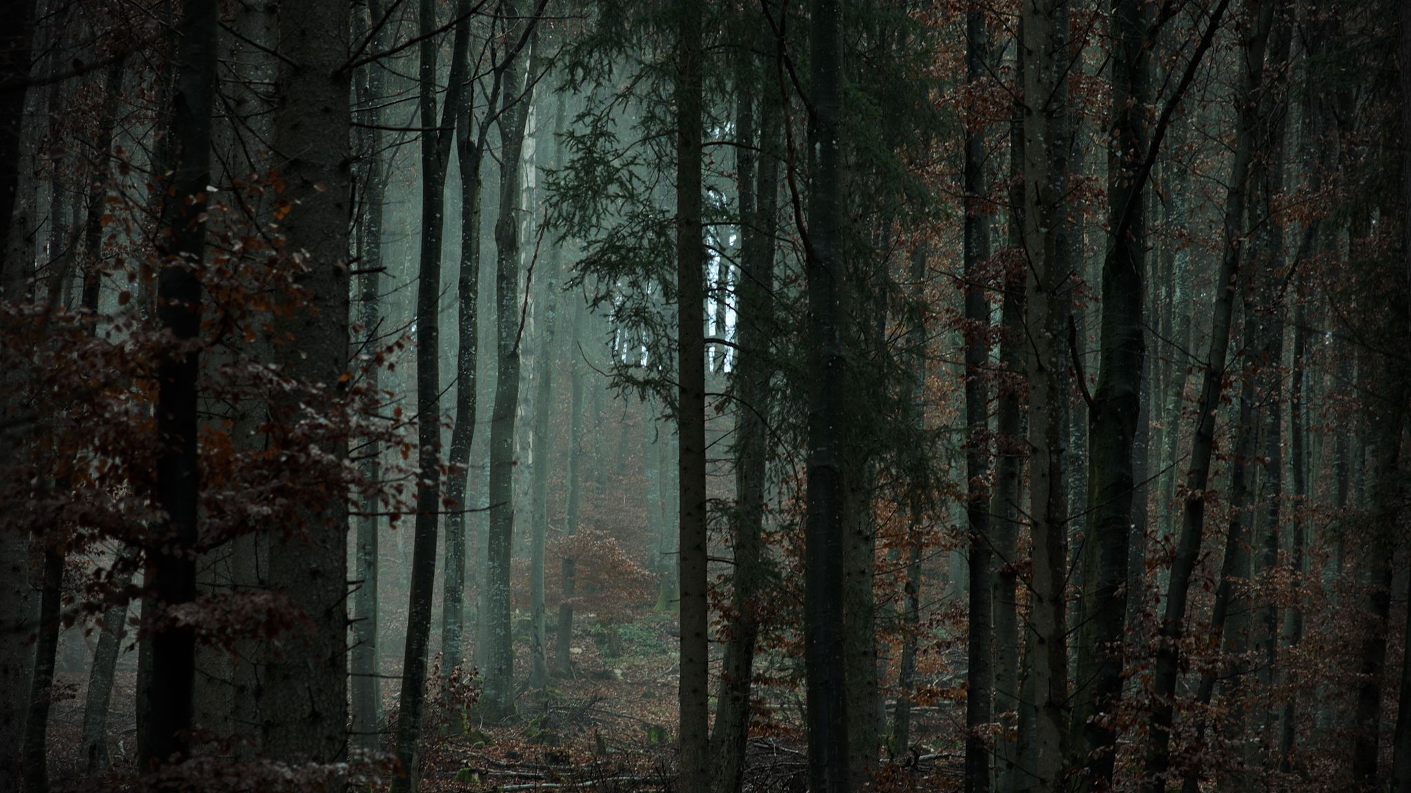 Темный еловый лес