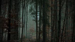 Превью обои лес, деревья, туман, мрак