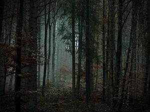 Превью обои лес, деревья, туман, мрак