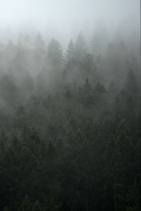 Превью обои лес, деревья, туман, облако