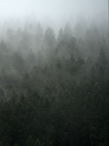 Превью обои лес, деревья, туман, облако