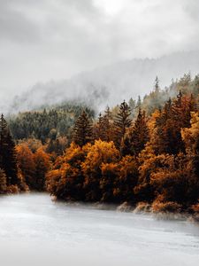 Превью обои лес, деревья, туман, облака, осень