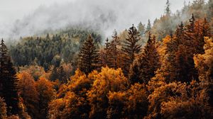Превью обои лес, деревья, туман, облака, осень