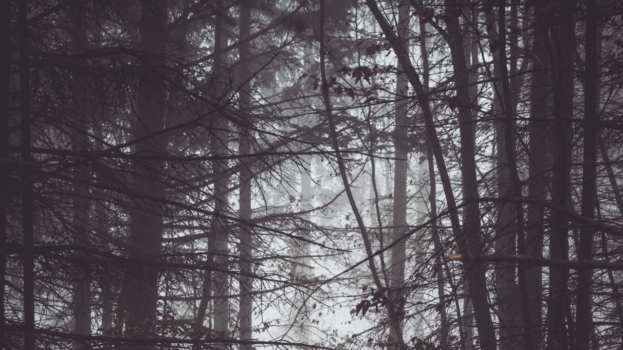 Обои лес, деревья, туман, сумерки, мрак