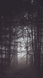 Превью обои лес, деревья, туман, сумерки, мрак