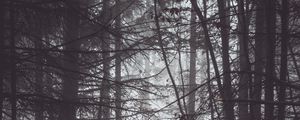 Превью обои лес, деревья, туман, сумерки, мрак