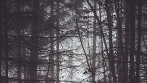 Превью обои лес, деревья, туман, сумерки, мрак