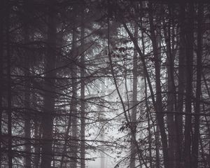 Превью обои лес, деревья, туман, сумерки, мрак