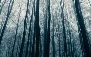 Превью обои лес, деревья, туман, мгла, природа